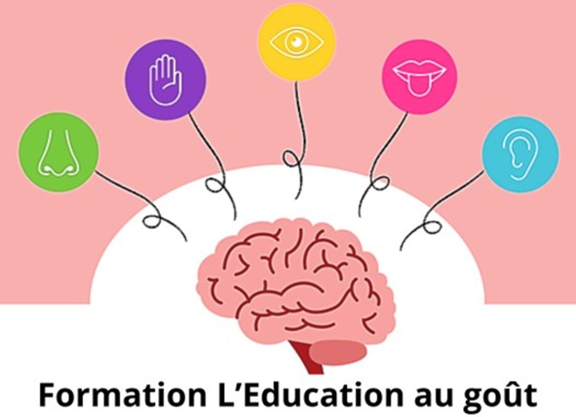 Éducation au goût : la place des sens dans l’alimentation